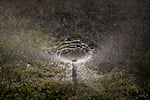 A sprinkler waters the lawn of a home on Wednesday, May 18, 2016, in Santa Ana, California. Some parts of the country have offered incentives to homeowners to rip out their lawns in order to save water.