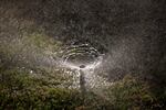 A sprinkler waters the lawn of a home on Wednesday, May 18, 2016, in Santa Ana, California. Some parts of the country have offered incentives to homeowners to rip out their lawns in order to save water.