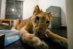 Sara the lion cub plays in an apartment where she was sheltered by the rescue group Animals Lebanon in Beirut, Monday.