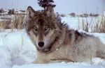 Northwest wolves could one day head to Colorado. Wildlife managers there say they need to bring in wolves from out of state to rebuild their wolf population.