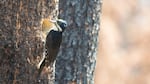 Some woodpeckers, like Black-backed (pictured) and Lewis's, are identified by scientists as "fire dependent" because they only flourish in forests after fire.