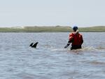 A trained volunteer attempts to herd stranded dolphins into deeper waters on Friday in Wellfleet, Mass. As many as 125 Atlantic white-sided dolphins became stranded Friday on Cape Cod and at least 10 died, prompting an intensive rescue effort, according to the International Fund for Animal Welfare.