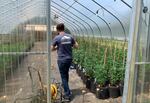 A person walks through a greenhouse filled with cannabis plants