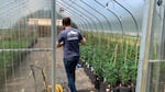 A person walks through a greenhouse filled with cannabis plants