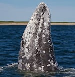 A western gray whale is pictured off Sakhalin Island, Russia. In the 1970s, scientists thought the western gray whale had gone extinct. Now researchers estimate that about 150 individual whales remain.