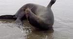 This is a California sea lion on Long Beach, Washington, apparently experiencing seizures from domoic acid poisoning in May 2015.