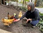 Monica Burnside feeds her chickens — Doris, Ruby, Maggie and Jubilee — mealworms and cracked corn at her home on Mercer Island, Wash.