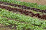 A row of radishes and leafy greens Gonzalo Garcia Reyes grew in his plot at the Headwaters farm in Gresham, Ore., Oct. 8, 2024.