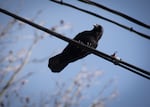 A crow peers from electrical wires on March 22, 2023, in Portland, Ore.