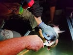 ODFW's Austin Huff inserts a radio tag into the stomach of an adult Chinook salmon.  The agency is tracking where the fish are moving once they enter the river. 