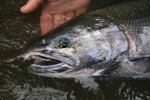 Oregon coast coho in the Siletz Basin