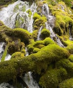 A large-volume spring high in young volcanic rocks of the McKenzie River watershed helps supply water for the Eugene metropolitan area.