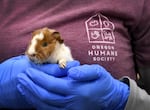 In this photo from 2020, a guinea pig is held at the Oregon Humane Society in Portland. 