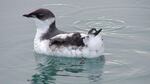 Marbled Murrelet