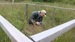 Coos Watershed Association survey tech James Orr looks for Western lilies in a deer exclosure.