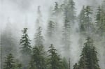 Old growth forest in the Oregon Cascades