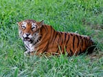 A Bengal tiger rests in the jungles of Bannerghatta National Park south of Bangalore, India, on July 29, 2015. The number of tigers in the wild has gone up 40% since 2015 — largely because of improvements in monitoring them, according to the International Union for Conservation of Nature.