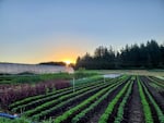 Rows of leafy greens at the Headwaters Farm Incubator near Gresham, Ore., in this provided photo The program provides access to affordable farmland, equipment and resources.