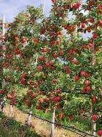 The new WA 64 apple growing on trees at a WSU orchard in Quincy, Wash.