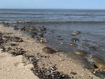 Horseshoe crabs gather to spawn on the shore in the Delaware Bay every spring.