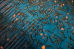 Bass fingerlings swim in a tank in one of the "fish houses" at Santiam Valley Ranch in Turner, Ore., Thursday, April 15, 2021.