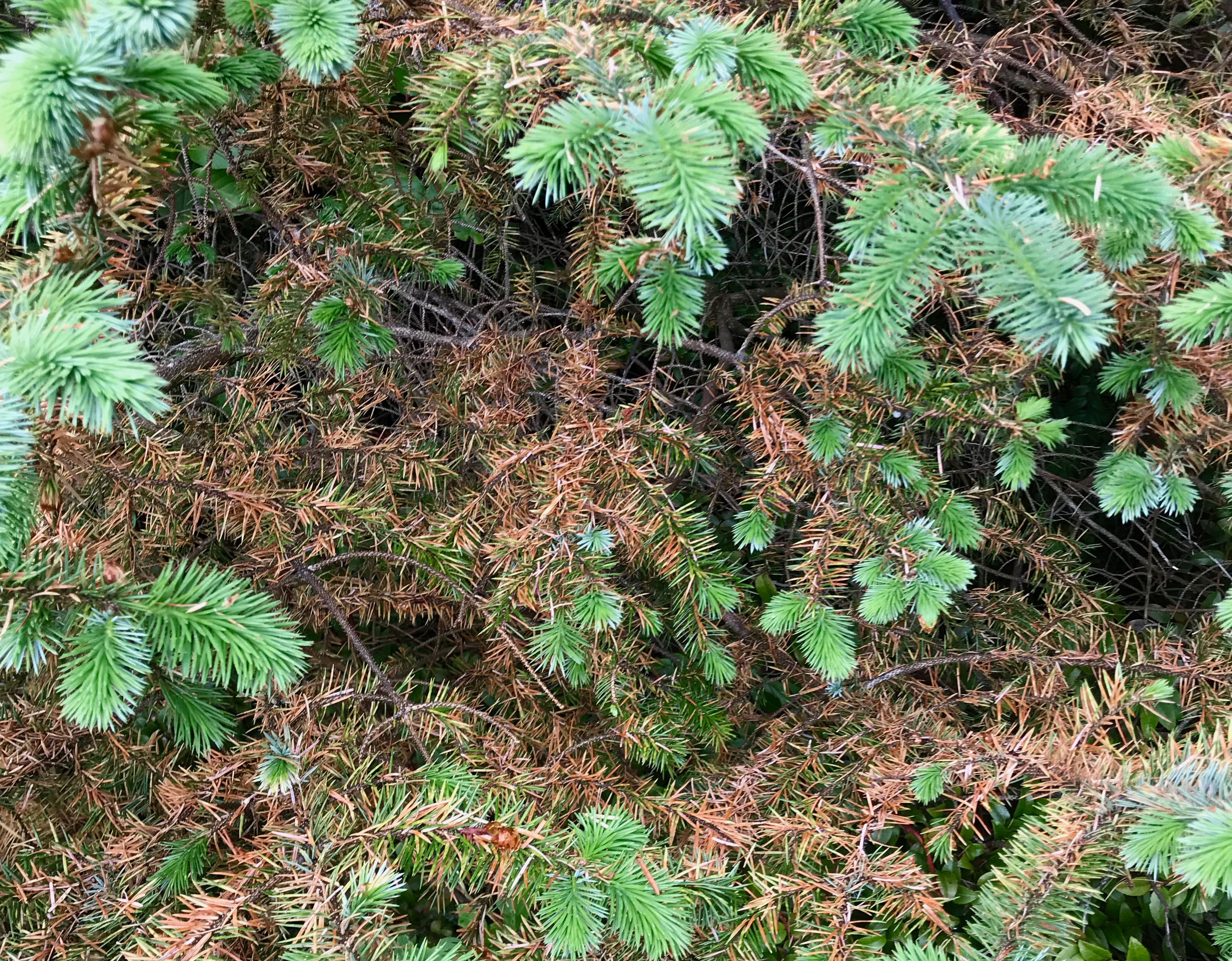 A Sitka spruce near Yachats, Ore., damaged by spruce aphid in 2025.