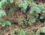 A Sitka spruce near Yachats, Ore., damaged by spruce aphid in 2025.