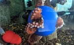A Giant Pacific Octopus playing with toys in the tank at Hatfield Marine Science Center.