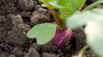 A radish pokes its crown out of the soil.