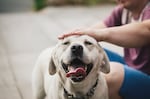 When humans interact with dogs, the feel-good hormone oxytocin increases — in the person and the dog.