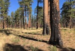 Green needles top pine trees whose trunks are charred by a former fire in a dry forest landscape.