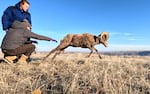 After testing it for illnesses, wildlife biologists and staff release a collared bighorn sheep outside The Dalles, Ore., in January 2025.
