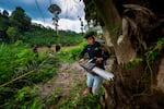 Rangers cut down illegal palm oil trees within the protected Leuser Ecosystem rainforest in Aceh Province, Indonesia on Jan. 9, 2019.