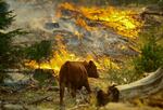 Ranchers in Oregon have scrambled to get their cattle out of harm’s way this summer.