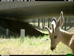 The Oregon Department of Transportation has built six wildlife crossings, including this tunnel beneath U.S. 97 south of Bend.