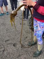 Want some of this bull kelp? You have to be prepared for a taste sensation on this foraging trip.