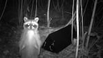 A raccoon stops in front of a game camera along the Puget Creek Greenspace.