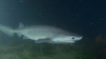 A sixgill shark, photographed in Puget Sound.