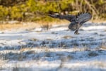 A Great Grey Owl swoops in to catch its prey.