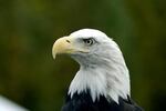 The Bald Eagle was removed from the endangered species list in 2007 but remains protected by the Bald and Golden Eagle Protection Act.