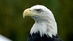 The Bald Eagle was removed from the endangered species list in 2007 but remains protected by the Bald and Golden Eagle Protection Act.