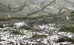 A power pole lies in part of the Cascades Raptor Center's property, complicating efforts to clean up damage.