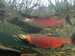 A male coho salmon migrates to its spawning waters in a small creek in Oregon’s Coast Range. Over a century of commercial logging has removed most of the old-growth trees from the region, resulting in riparian forests that are made up of much smaller trees. This lack of larger trees has had a major impact on forest and river ecosystems in the Northwest and remains as a major factor limiting in the conservation of federally protected fish, like coho salmon.