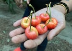 Large cherries are in hand at the greenhouse at River Valley Fruit, outside Kennewick, Wash. 