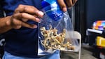 A vendor bags psilocybin mushrooms at a pop-up cannabis market.
