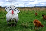 Turkeys and chickens share space at Rainshadow Organics farm.