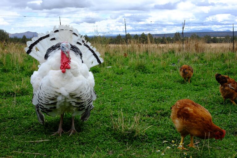 Turkeys and chickens share space at Rainshadow Organics farm.