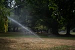 A variety of strategies are used to keep trees hydrated and cool the soil at Reed College. 
