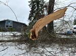 FILE - A snapped tree limb on the ground in South Eugene, Ore., in January 2024.