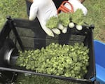 In this Sept. 30, 2016, file photo, a marijuana harvester examines buds going through a trimming machine near Corvallis, Ore.